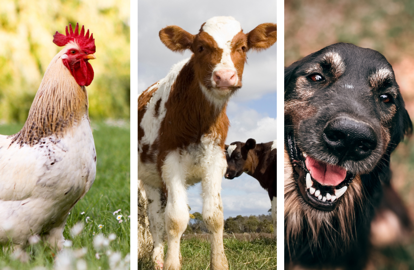 Waarom eten we kip, dragen we koe en houden we van onze hond?
